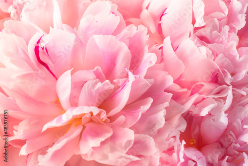 Gorgeous delicate pink peonies  blooming tender natural background  lovely spring composition