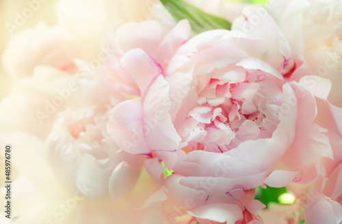 Gorgeous delicate pink peonies on a green natural background  lovely spring composition