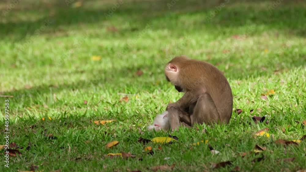 Northern Pig-tailed Macaque, Macaca leonina a mother seen pulling pests from the body of its child while its male genital is excited to see the world, Khao Yai National Park, Thailand. Northern Pig-tailed Macaque, Macaca leonina a mother seen pulling pests from the body of its child while its male genital is excited to see the world, Khao Yai National Park, Thailand.