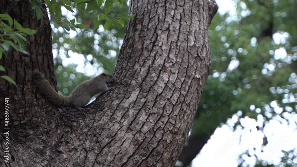Asquirrel climbs a tree in a Chinese park in Hangzhou. Slow motion Asquirrel climbs a tree in a Chinese park in Hangzhou. Slow motion