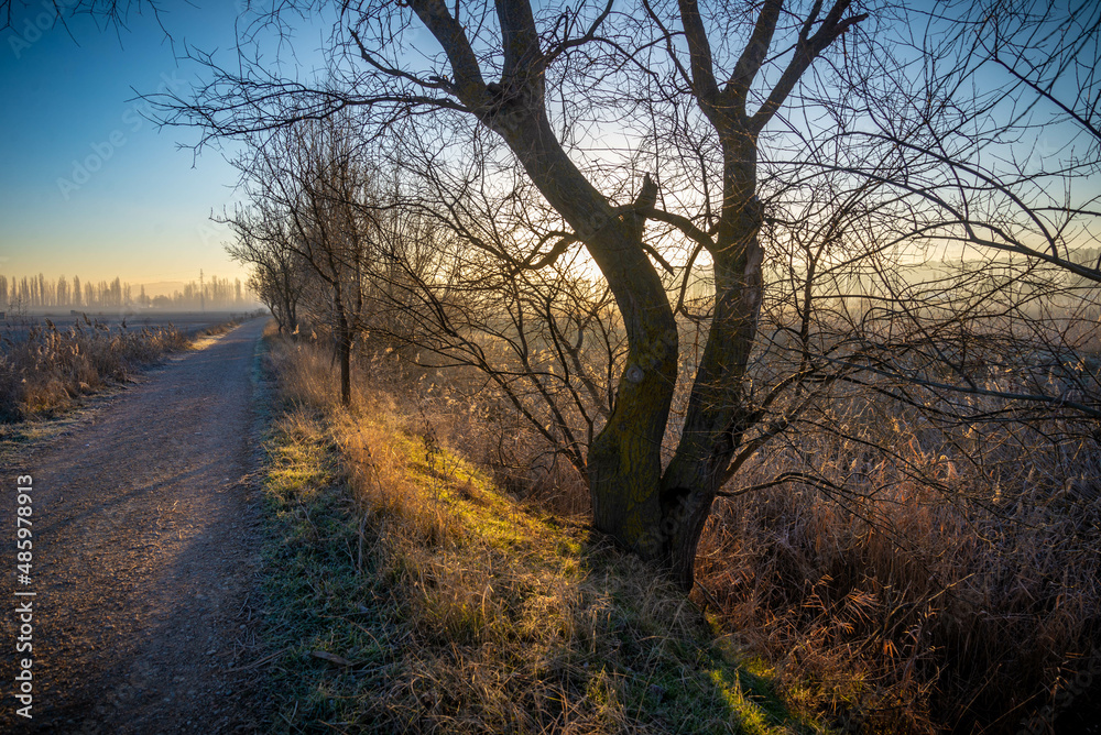 Paisaje de bosque verde oscuro Hermoso bosque con suelo cubierto de musgo y rayos del sol a través de los árboles
Paisaje de bosque verde oscuro Hermoso bosque con suelo cubierto de musgo y rayos del sol a través de los árboles