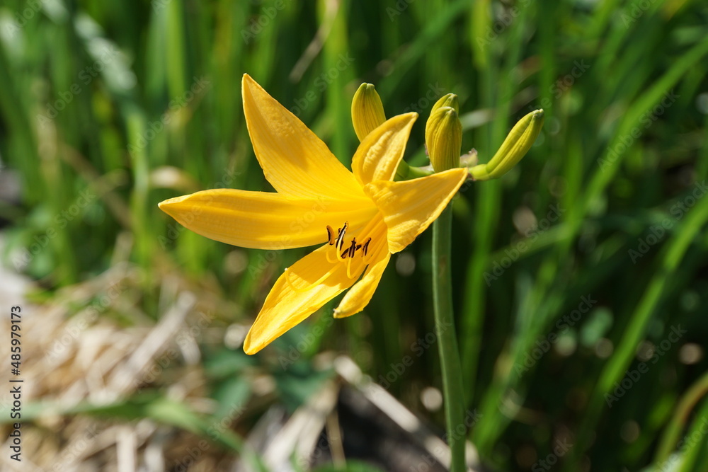 ニッコウキスゲ