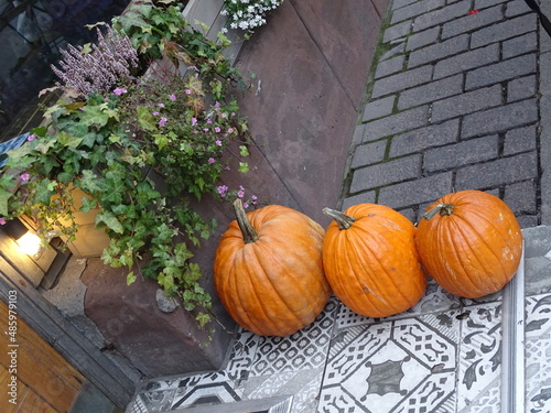 Three ripe yellow pumpkins for decoration 