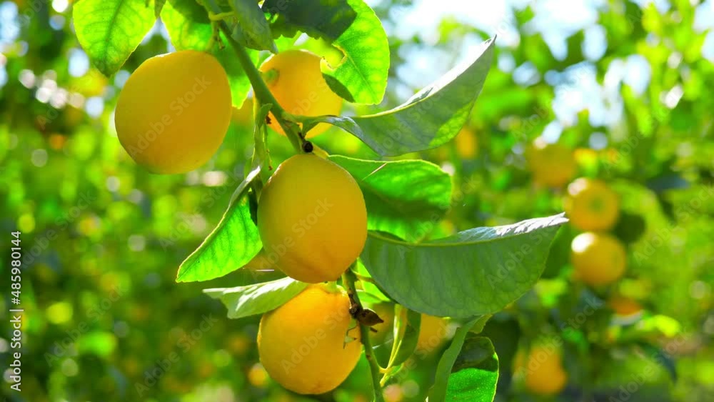 Citrus lemon juice tree branch fresh yellow garden green