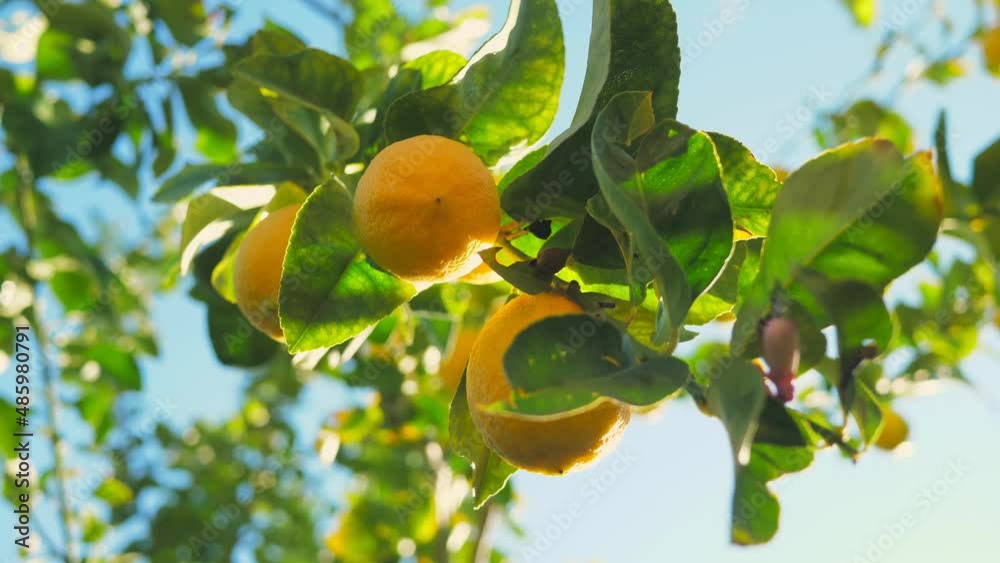 Citrus lemon juice tree branch fresh yellow garden green