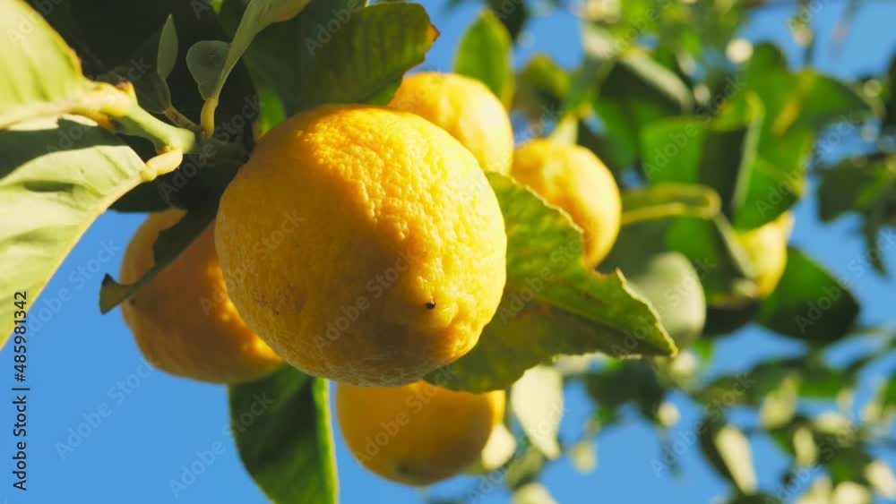 Citrus lemon juice tree branch fresh yellow garden green