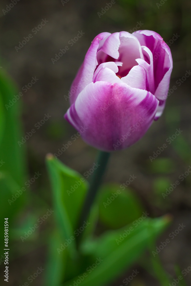 Tulip growing on a flowerbed in the garden Tulip growing on a flowerbed in the garden