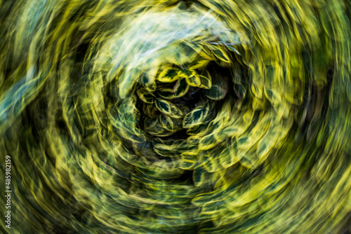 Abstract blurred motion background of plant