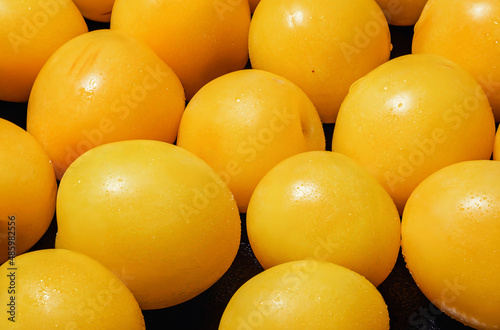 Obraz na płótnie Lots of fresh yellow plums on a black background, close-up macro w salonie