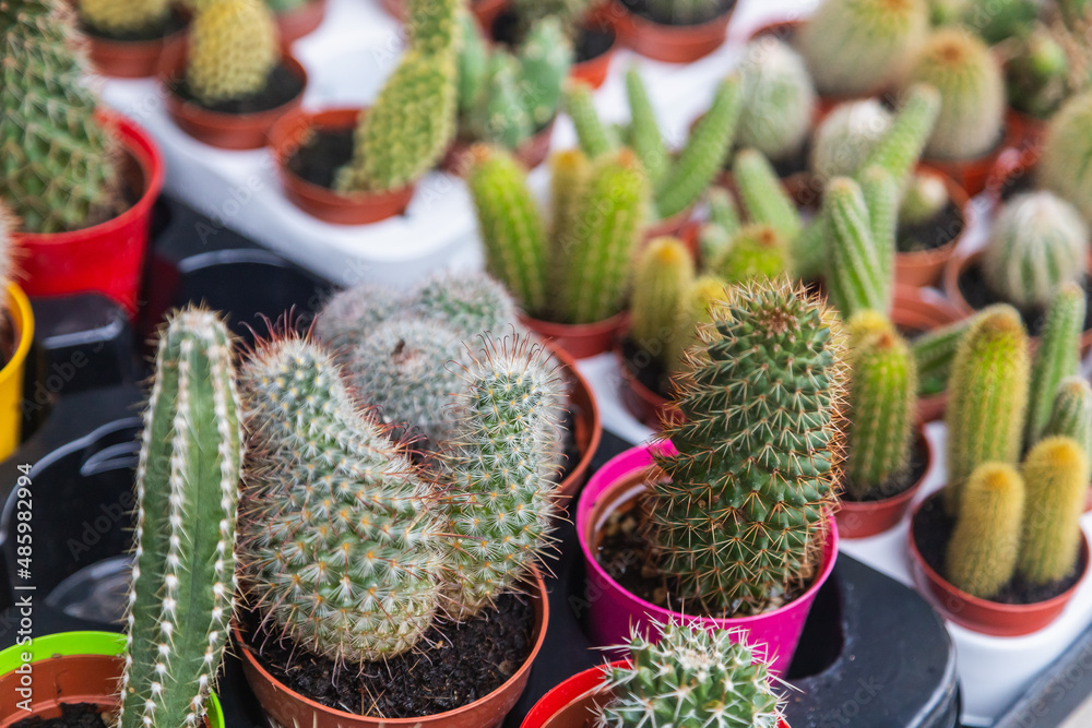 Rows of assorted  cactus, succulents in pots and mugs in a shop window