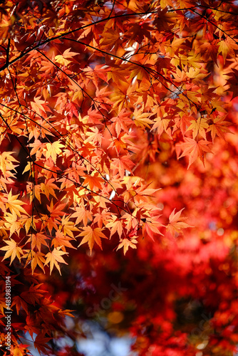透けて輝く楓の紅葉