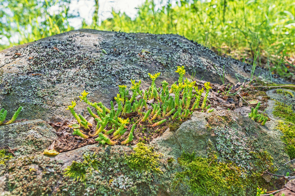 The green succulent Sedum acre or goldmoss stonecrop grows and blooms yellow on a rock among lichens