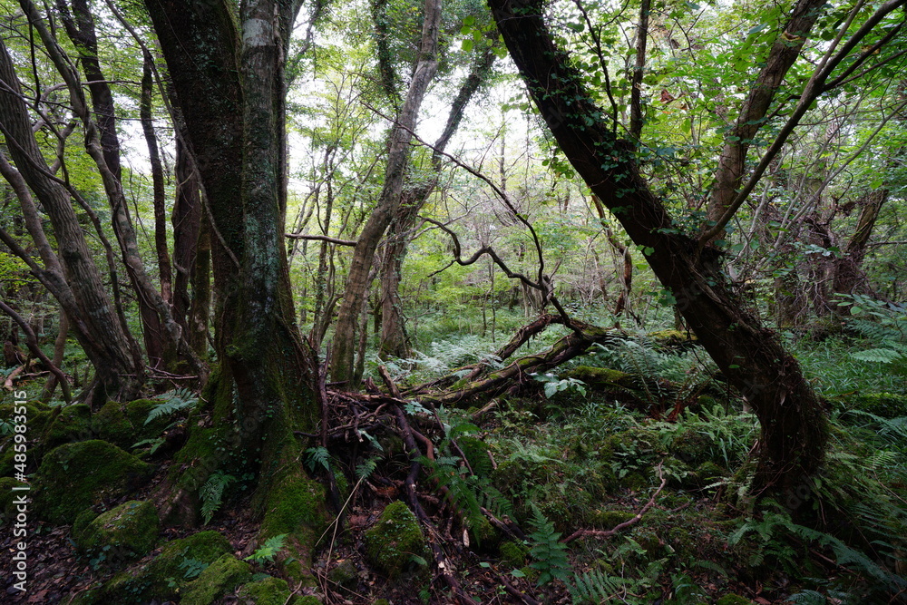 dense autumn forest with fern and old trees