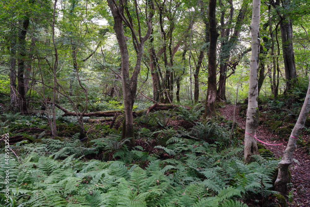 Obraz premium fine path through thick autumn forest