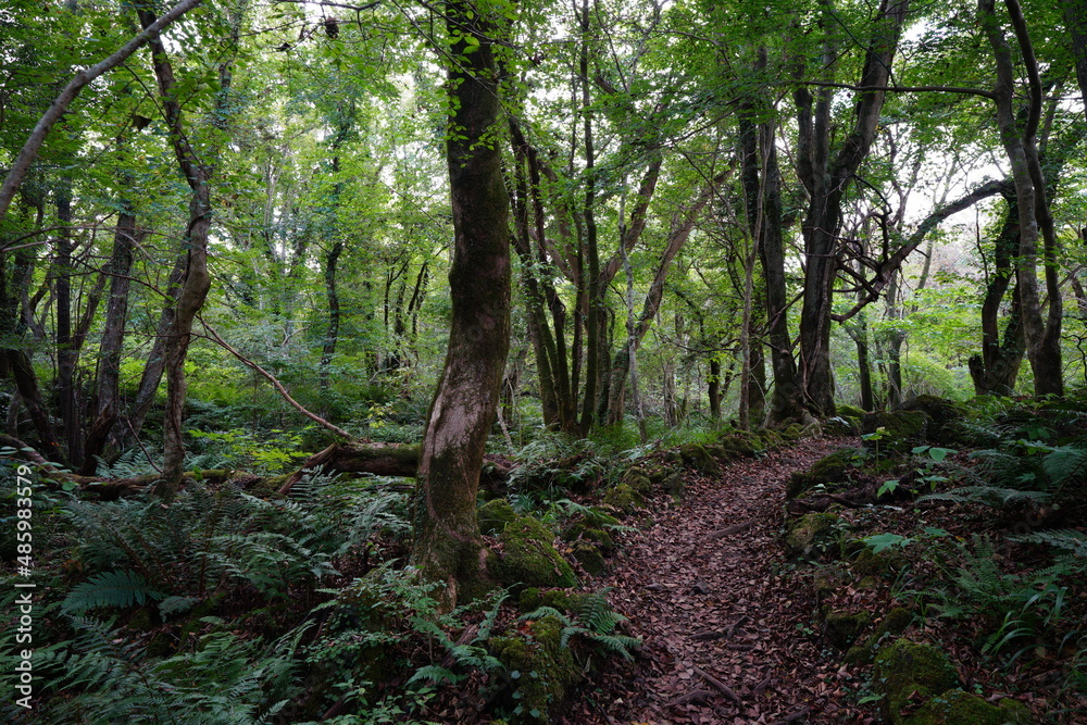 Fototapeta premium fine path through thick autumn forest