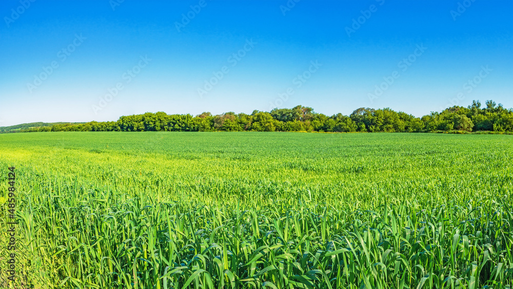 A sown green field, forest and clear blue sky on a clear summer day