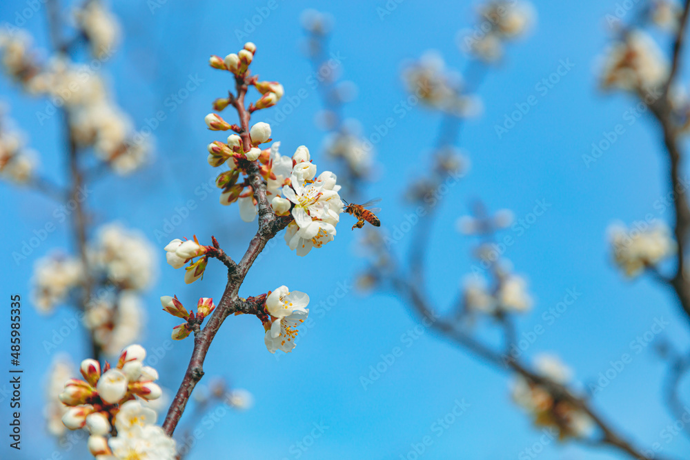 The first flower that heralds spring has bloomed The first flower that heralds spring has bloomed