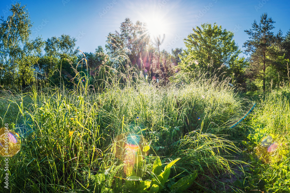 Field grass and the dew on it on a sunny early summer morning with sunshine