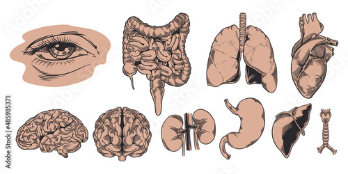 Set hand drawn of human anatomy. The study and structure of the internal organs of people and body parts. Education. Vector illustration. Isolated image on a white background.