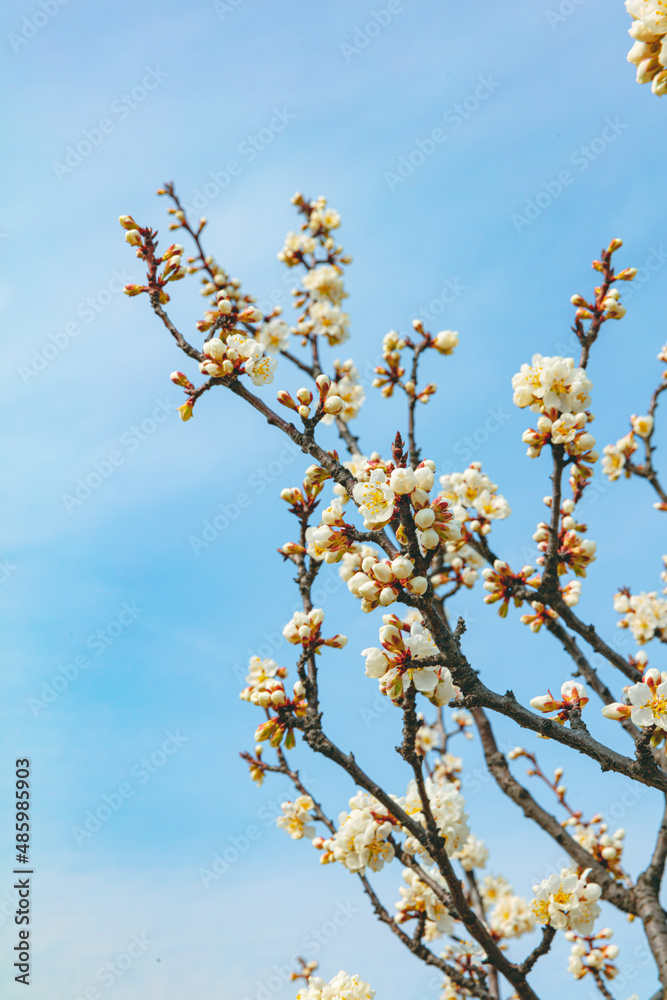 The first flower that heralds spring has bloomed The first flower that heralds spring has bloomed
