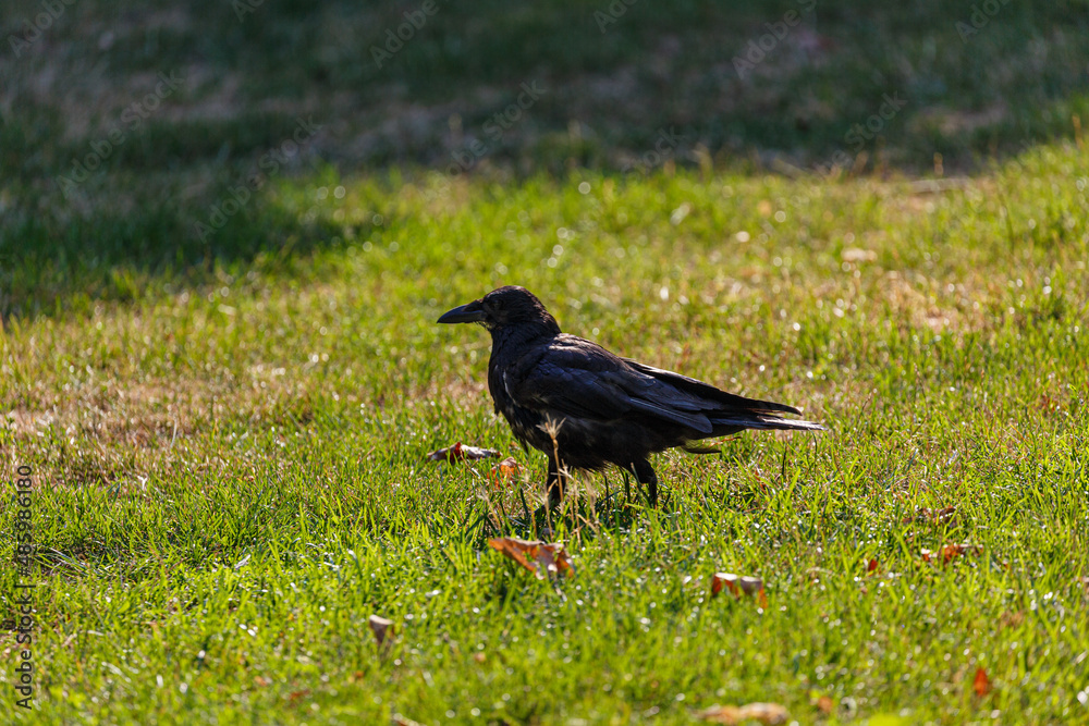 Fototapeta premium Crow on grass field in park