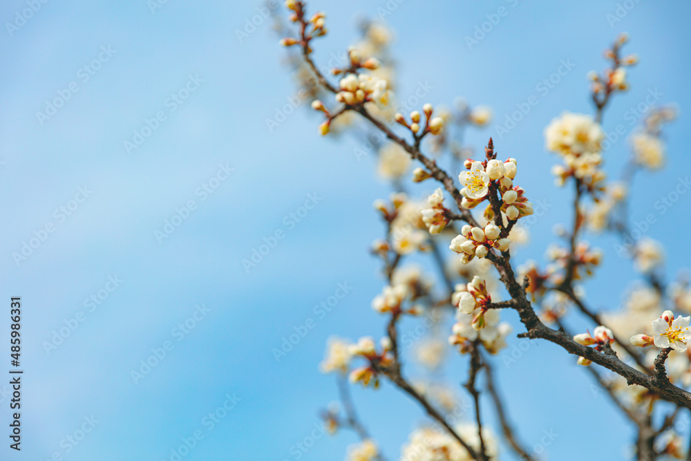 The first flower that heralds spring has bloomed The first flower that heralds spring has bloomed