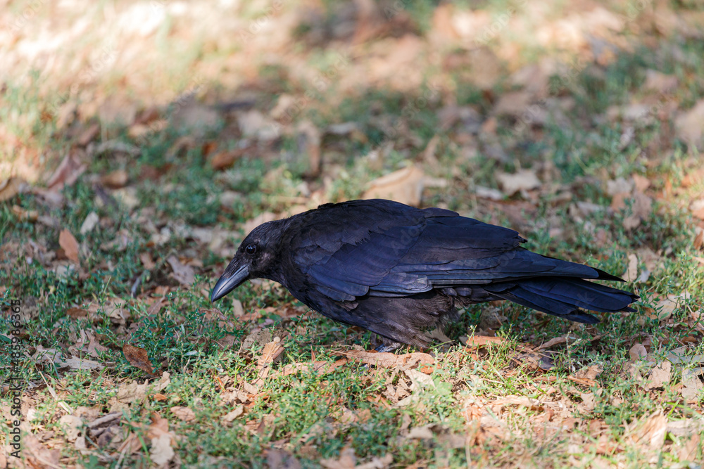 Naklejka premium Crow on grass field in park