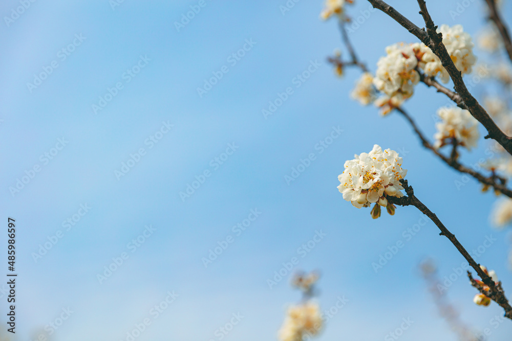 The first flower that heralds spring has bloomed The first flower that heralds spring has bloomed