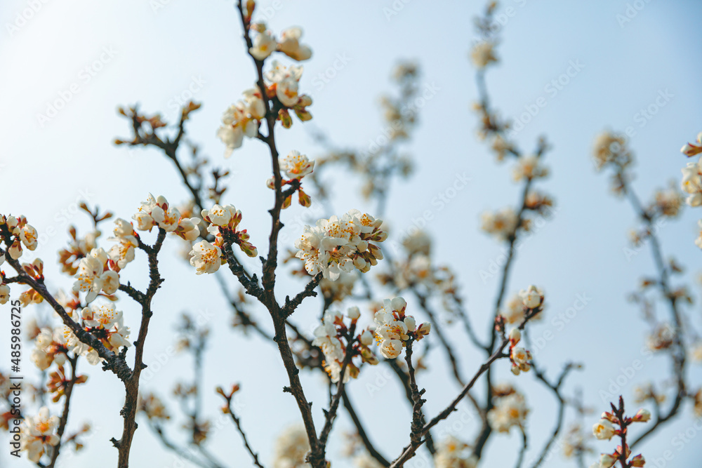 The first flower that heralds spring has bloomed The first flower that heralds spring has bloomed