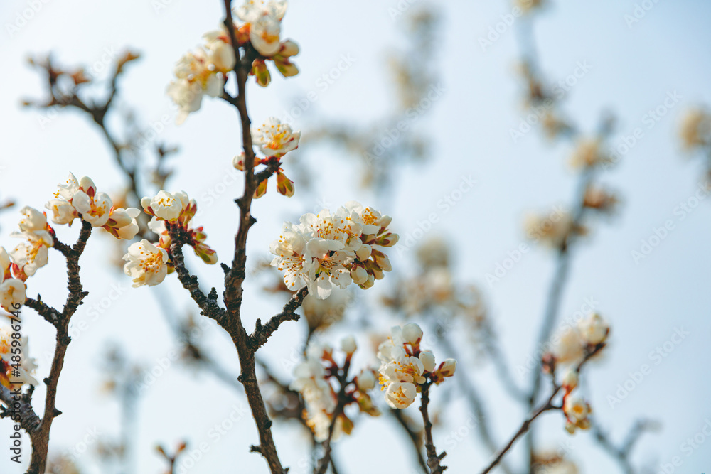 The first flower that heralds spring has bloomed The first flower that heralds spring has bloomed