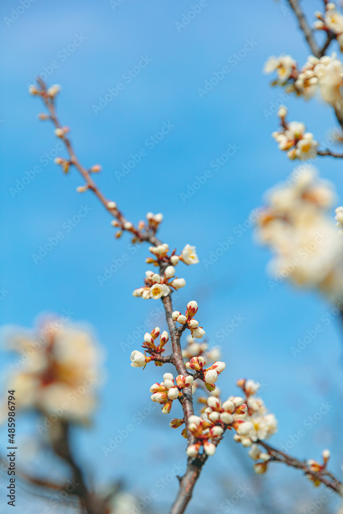The first flower that heralds spring has bloomed The first flower that heralds spring has bloomed