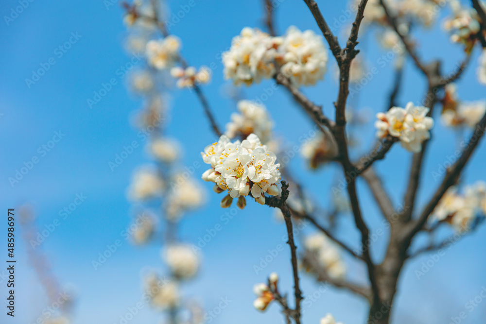 The first flower that heralds spring has bloomed The first flower that heralds spring has bloomed
