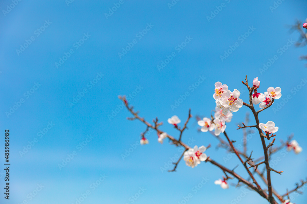 The first flower that heralds spring has bloomed The first flower that heralds spring has bloomed