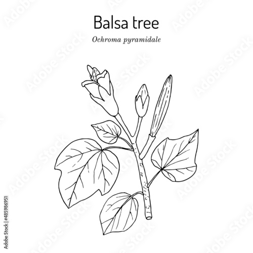 Balsa tree Ochroma pyramidale , poisonous plant