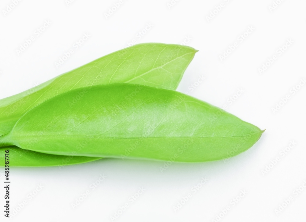 Fototapeta premium Green leaf with copy space