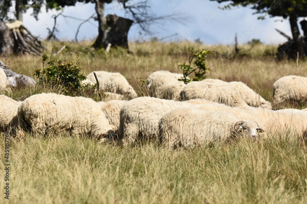 Fototapeta premium A herd of sheep grazing in pastures in Romania. Mountainous pastures with green grass. Driving the herd into the valley to milk and shear wool.