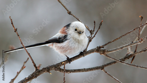 Long-tailed tit in winter in all its glory