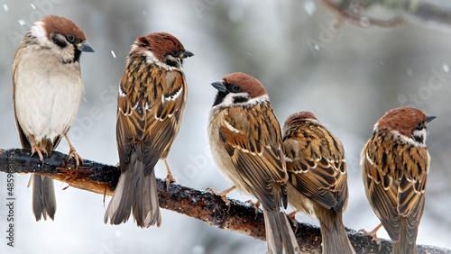 A group of sparrows on a branch are discussing pressing issues photo