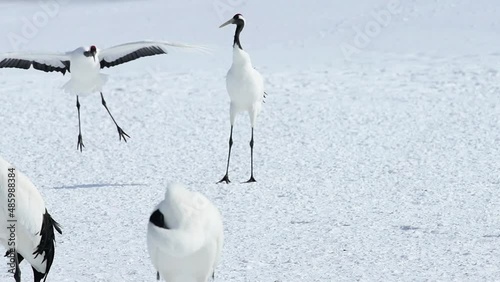 雪原の丹頂鶴