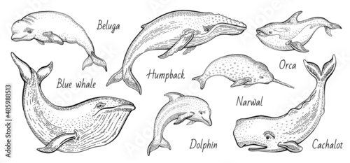 Whale vector illustration set. Humpback, blue whale, orca, narwhal, cachalot, beluga. Sea sketch animal. Marine vintage animal. Ocean hand drawn isolated silhouette on white background. Black line art