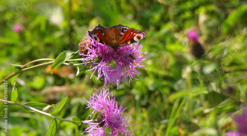 butterfly on a flower