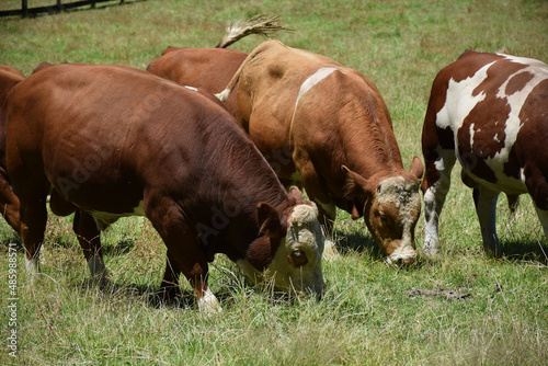 Bulls chew grass in the summertime in a field