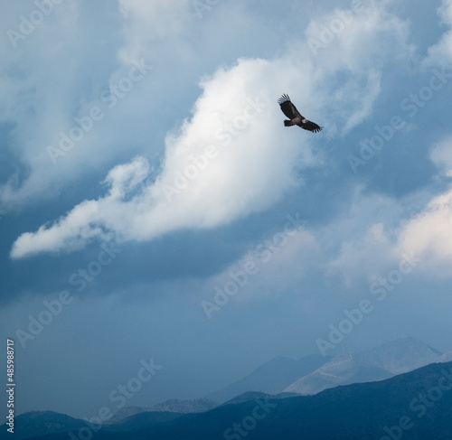 Bald eagle soaring in blue sky