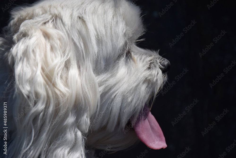 An adorable characterful Bichon dog An adorable characterful Bichon dog