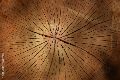 The stump of an old tree, with tree rings and cracks