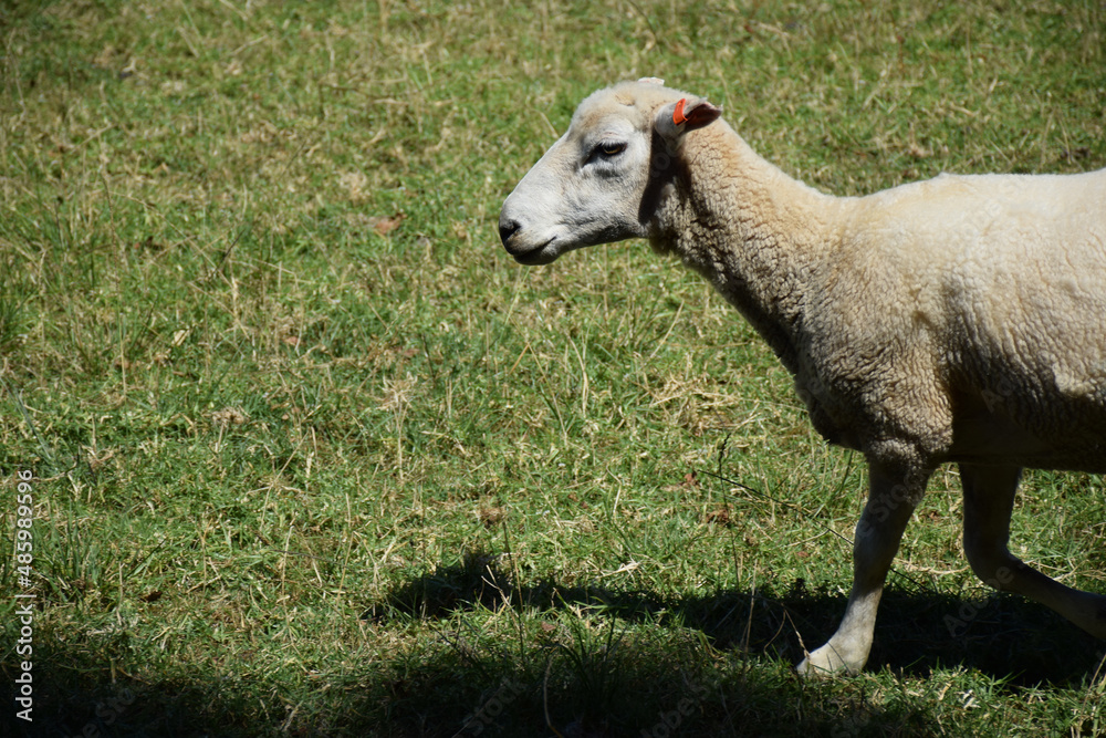 A grazing sheep walks through a summer field A grazing sheep walks through a summer field