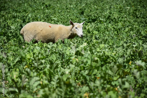 A grazing sheep walks through a summer field photo