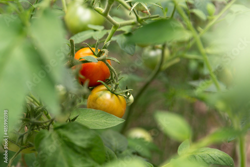 Tomatoes ripen in a greenhouse in green foliage. Household farming, agricultural culture, ecological natural products, ecological farming concept