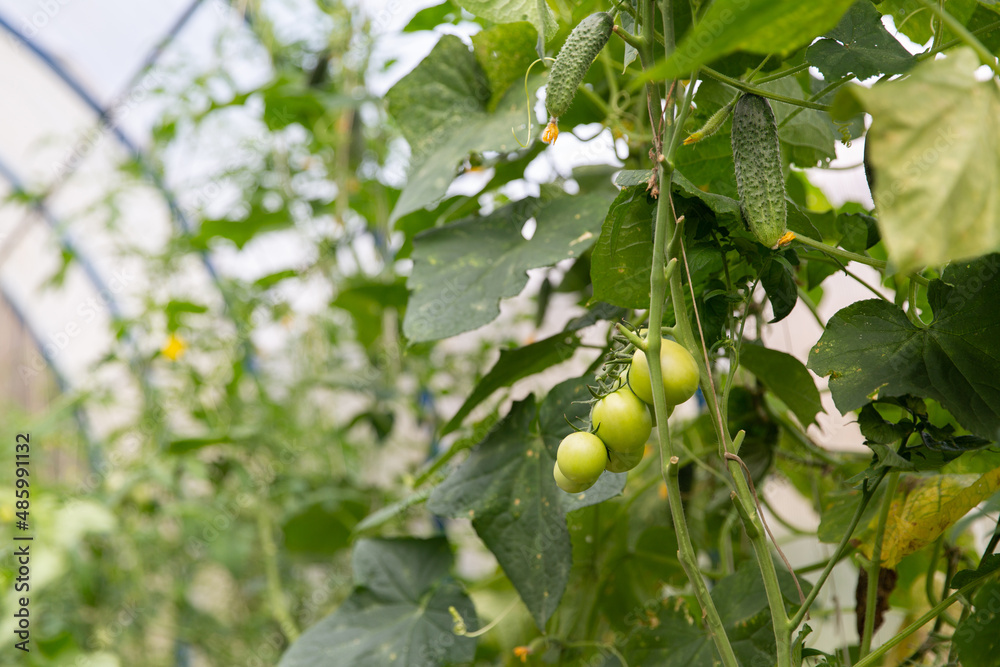 Tomatoes ripen in a greenhouse in green foliage. Household farming, agricultural culture, ecological natural products, ecological farming concept
