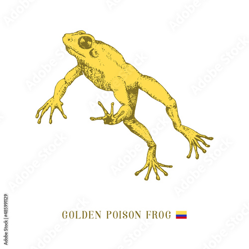 Golden poison frog in jump. Toad vector sketch.